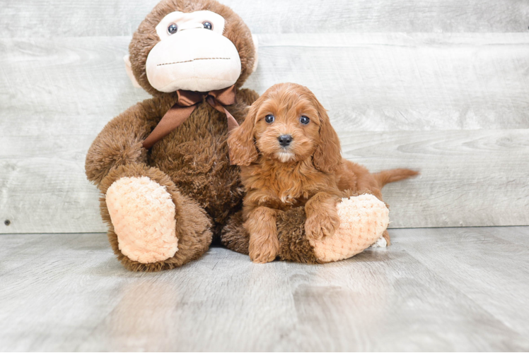 Adorable Cavoodle Poodle Mix Puppy