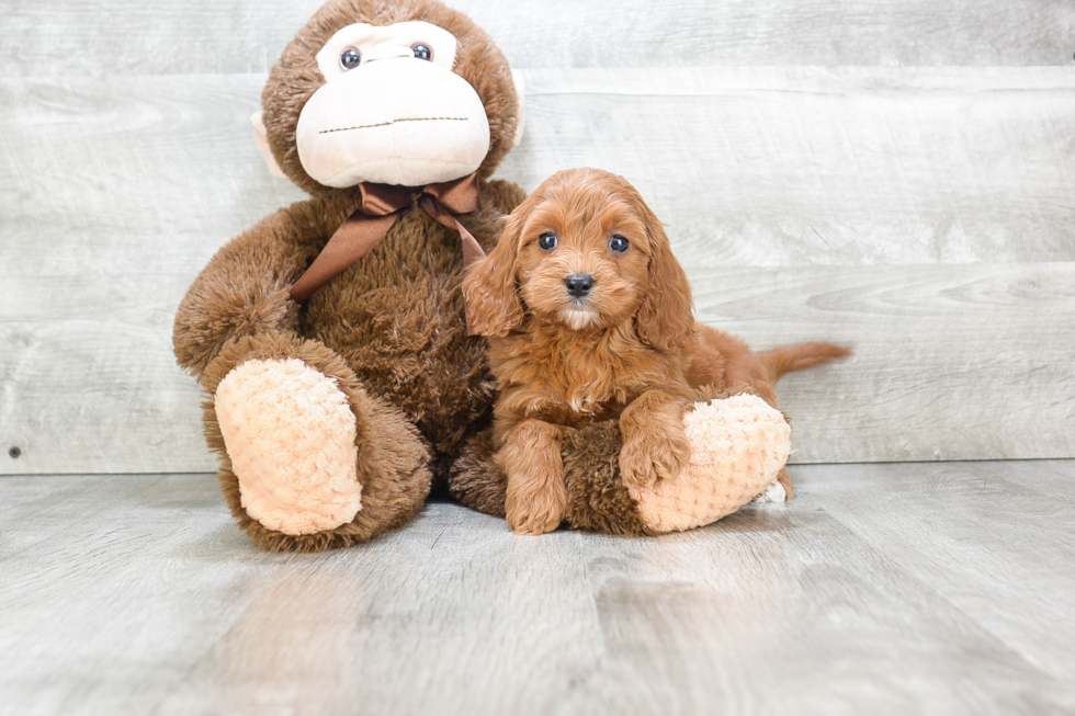 Adorable Cavoodle Poodle Mix Puppy