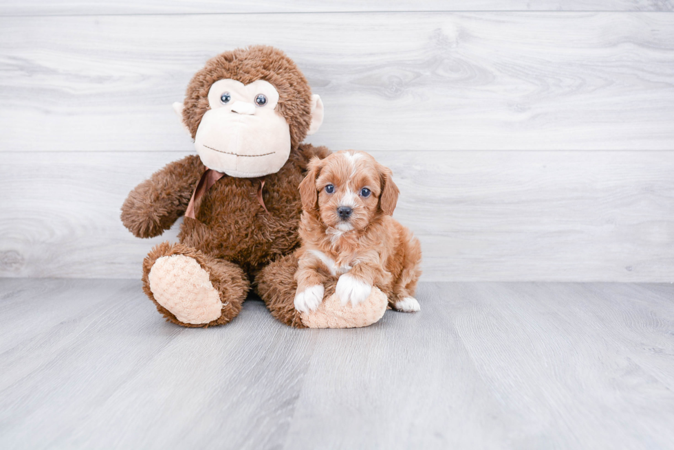 Fluffy Cavapoo Poodle Mix Pup