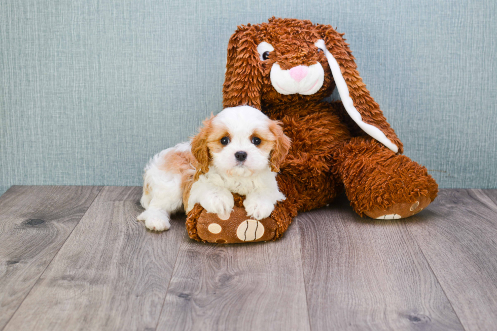 Happy Cavachon Baby