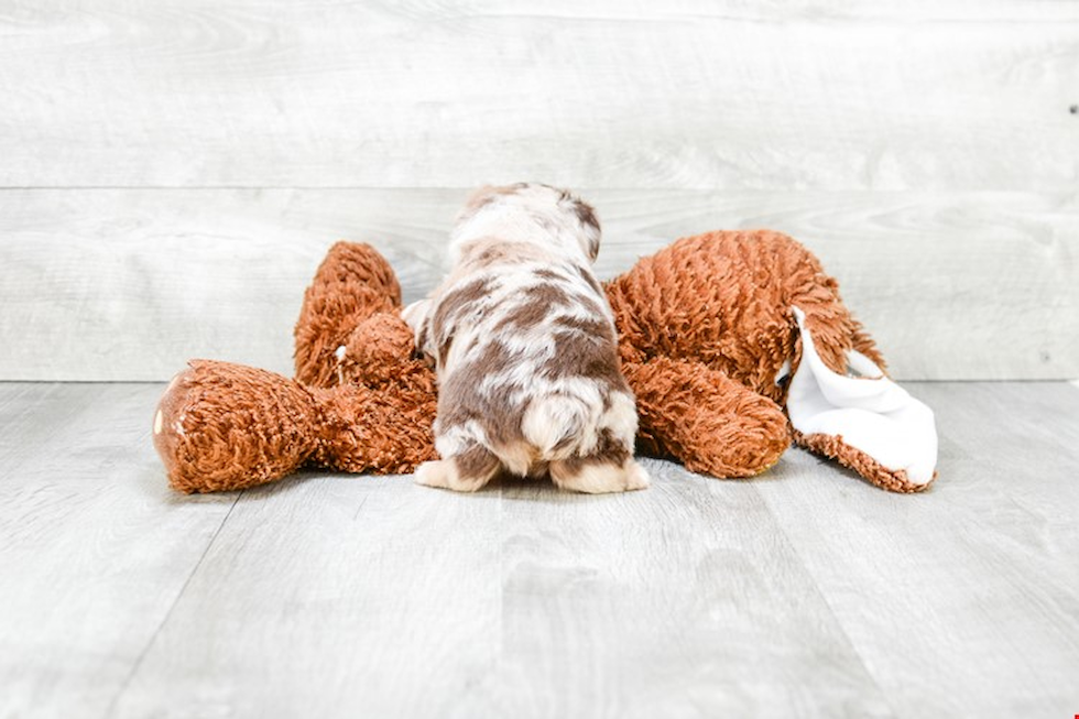 Mini Aussiedoodle Pup Being Cute