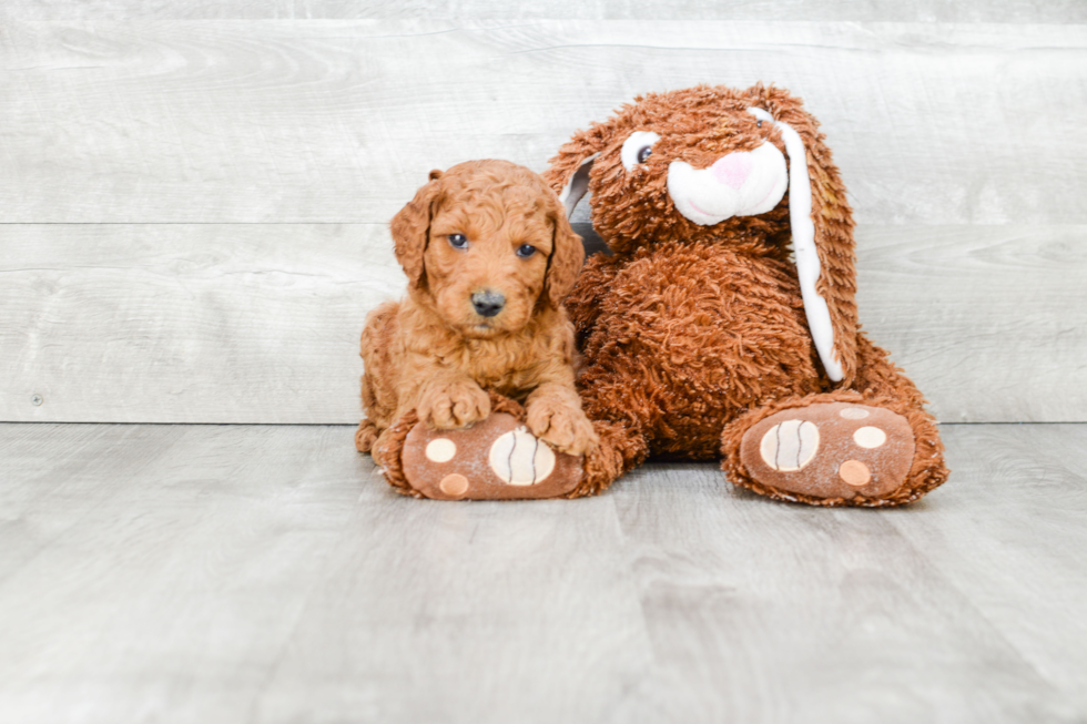 Petite Mini Goldendoodle Poodle Mix Pup