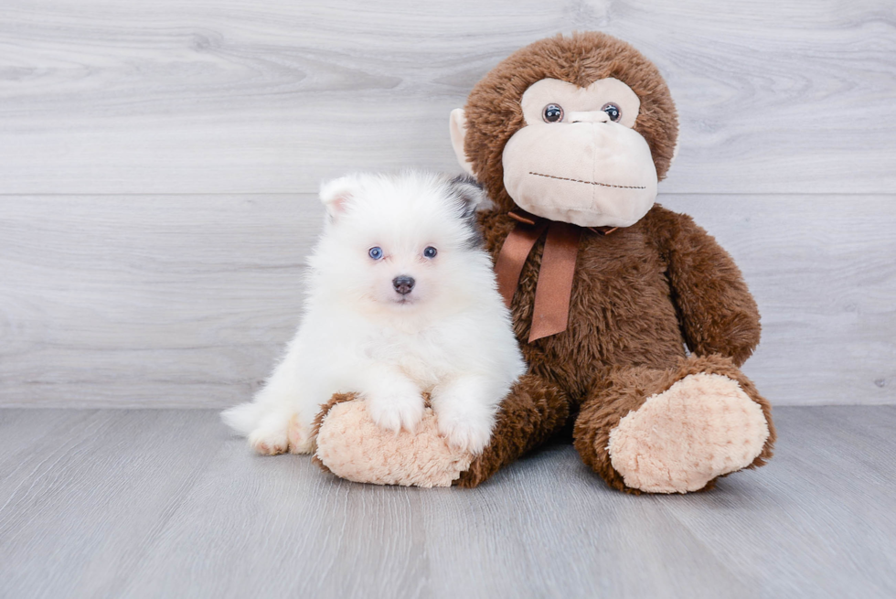 Happy Pomeranian Purebred Puppy