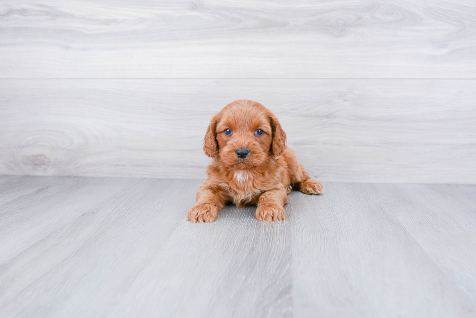 Playful Cavoodle Poodle Mix Puppy