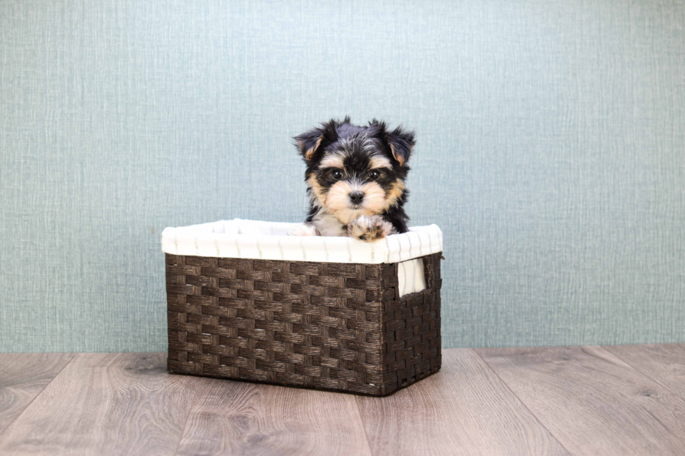 Morkie Pup Being Cute