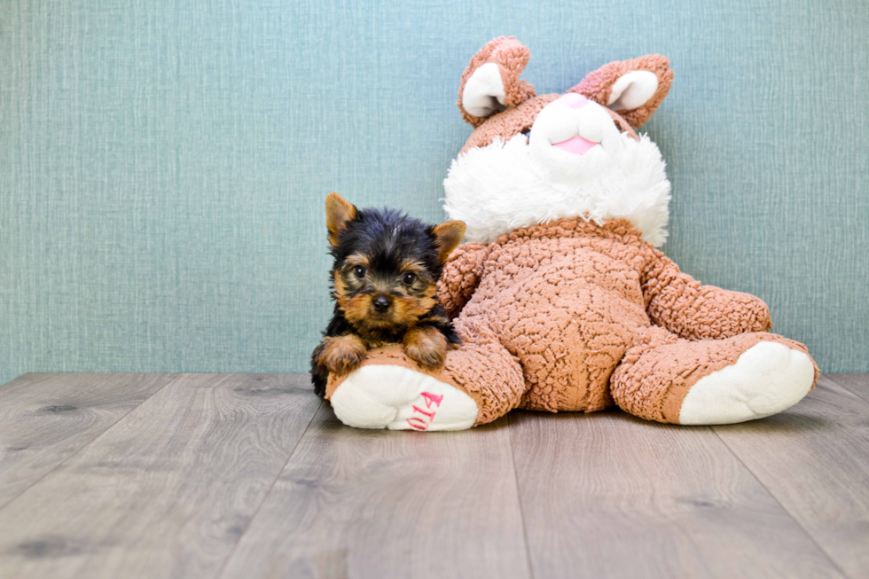 Meet Beckham - our Yorkshire Terrier Puppy Photo 