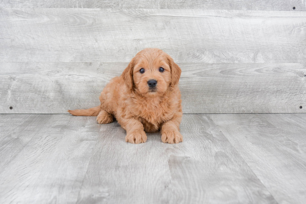 Happy Mini Goldendoodle Baby