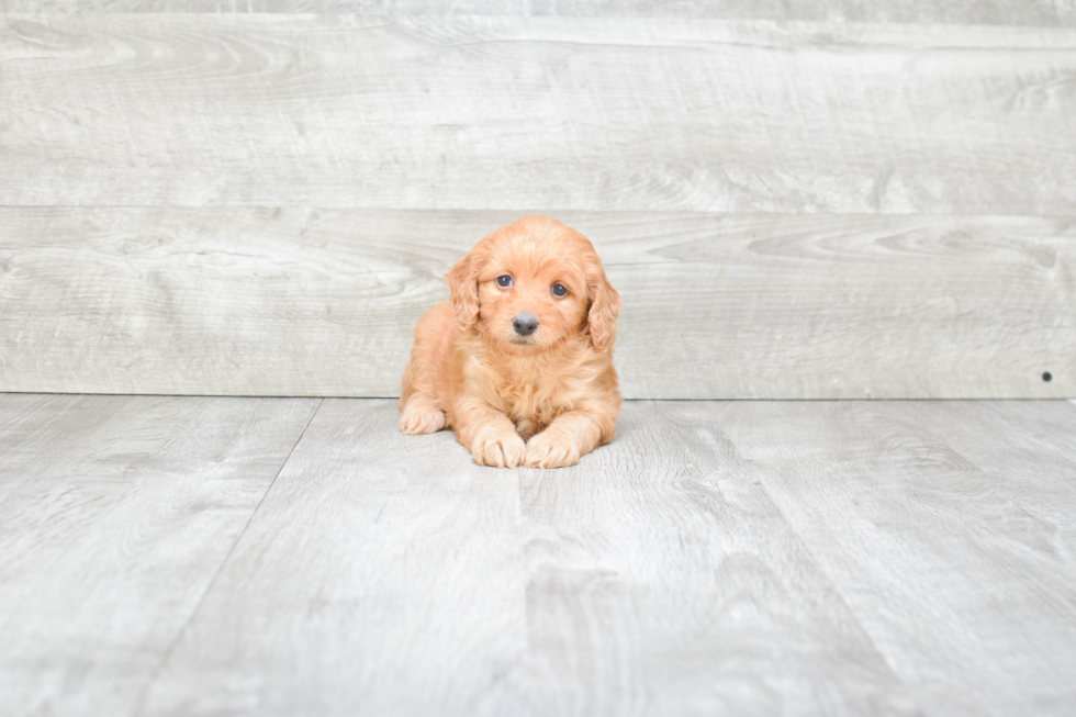 Best Mini Goldendoodle Baby