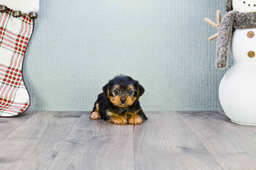 Meet Joey - our Yorkshire Terrier Puppy Photo 