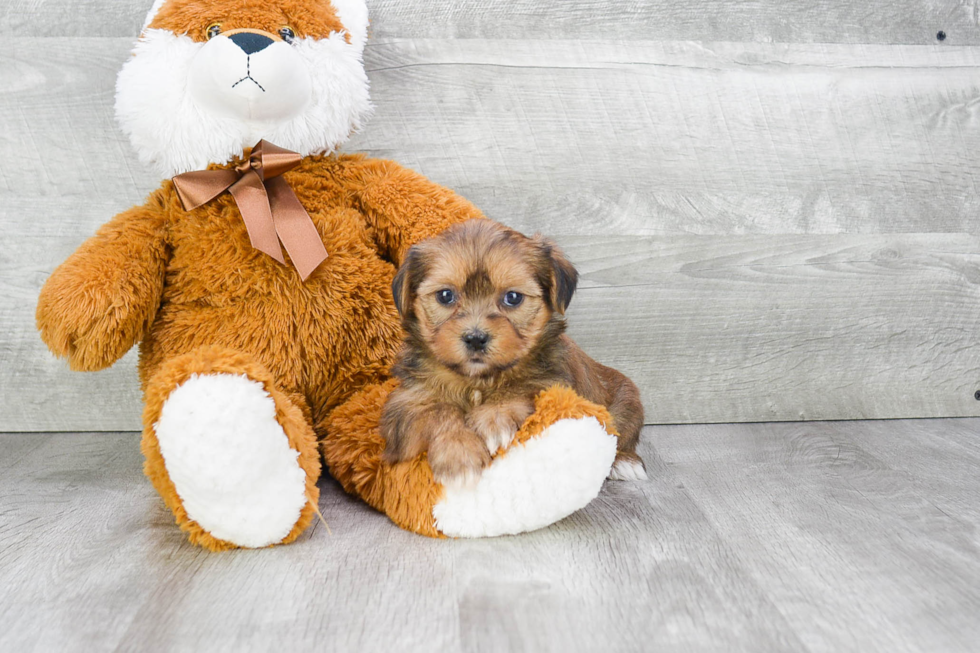 Shorkie Puppy for Adoption
