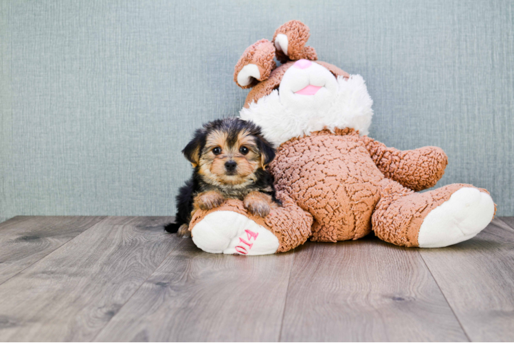 Morkie Pup Being Cute