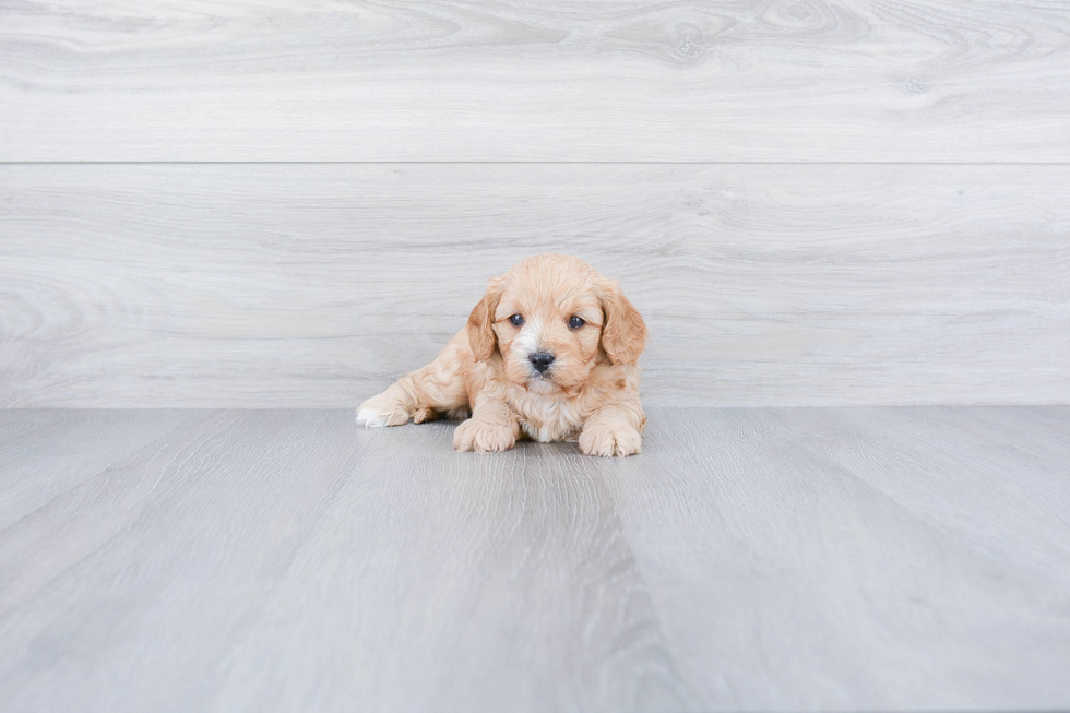 Cavapoo Pup Being Cute