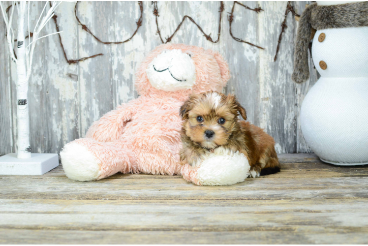 Shorkie Pup Being Cute