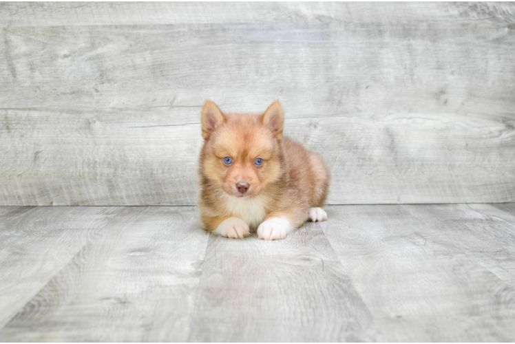 Funny Pomsky Designer Pup