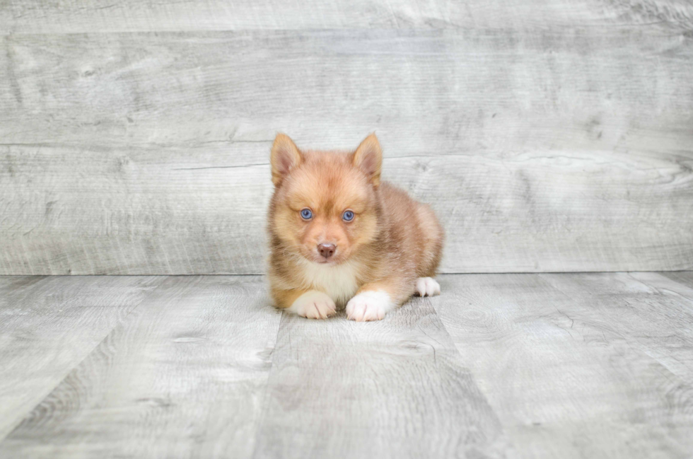 Funny Pomsky Designer Pup