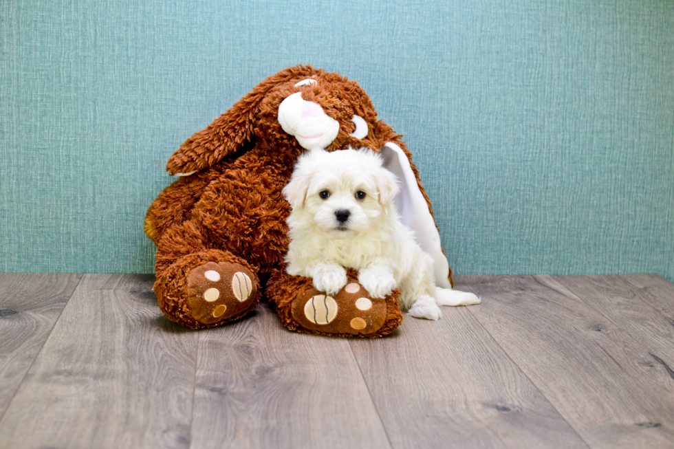 Sweet Maltipoo Baby