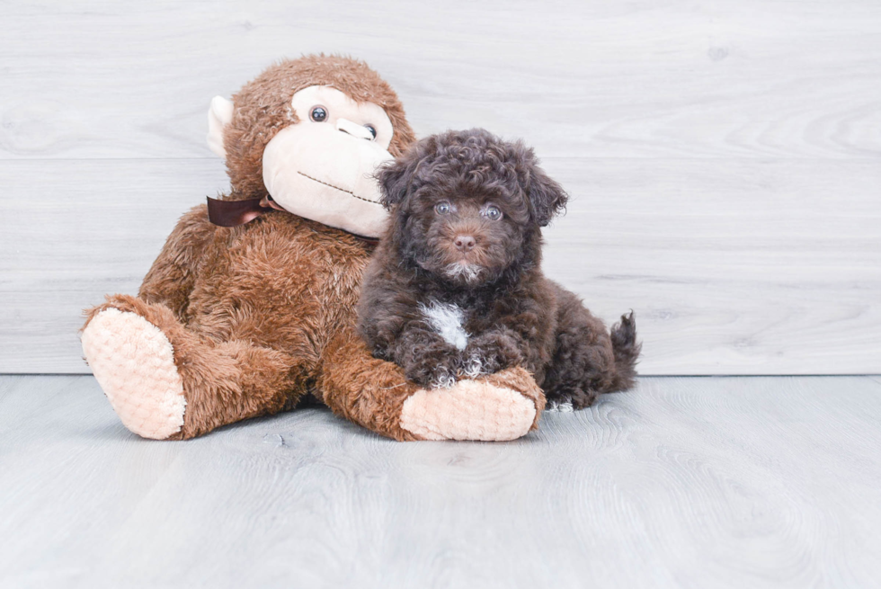 Playful Havanese Baby