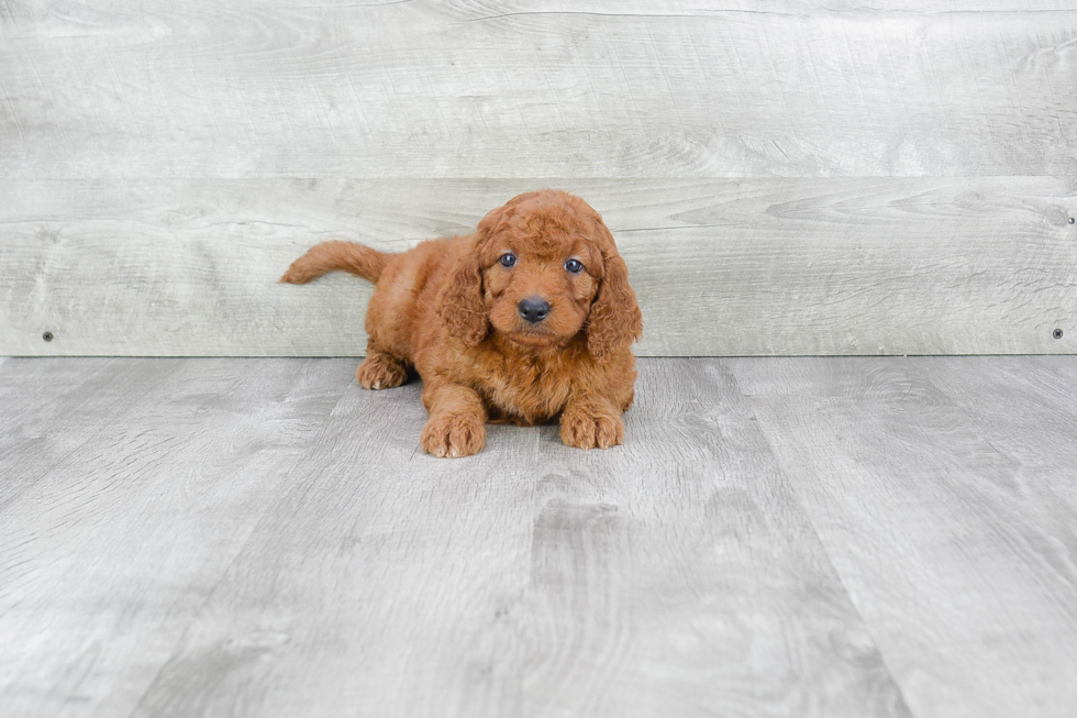 Popular Mini Goldendoodle Poodle Mix Pup