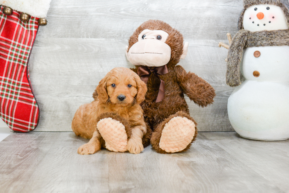 Adorable Golden Retriever Poodle Mix Puppy