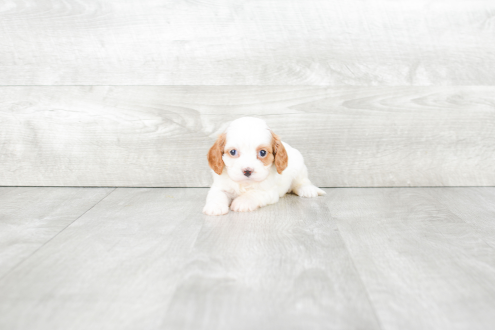 Cavapoo Puppy for Adoption