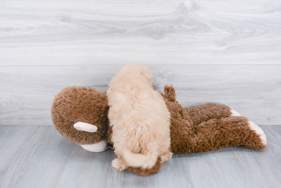 Playful Golden Retriever Poodle Mix Puppy