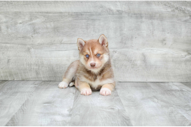 Best Pomsky Baby