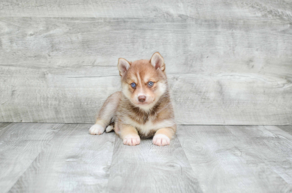 Best Pomsky Baby