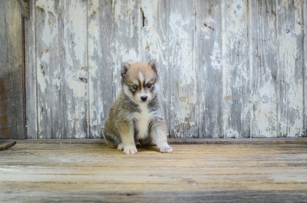 Funny Pomsky Designer Pup