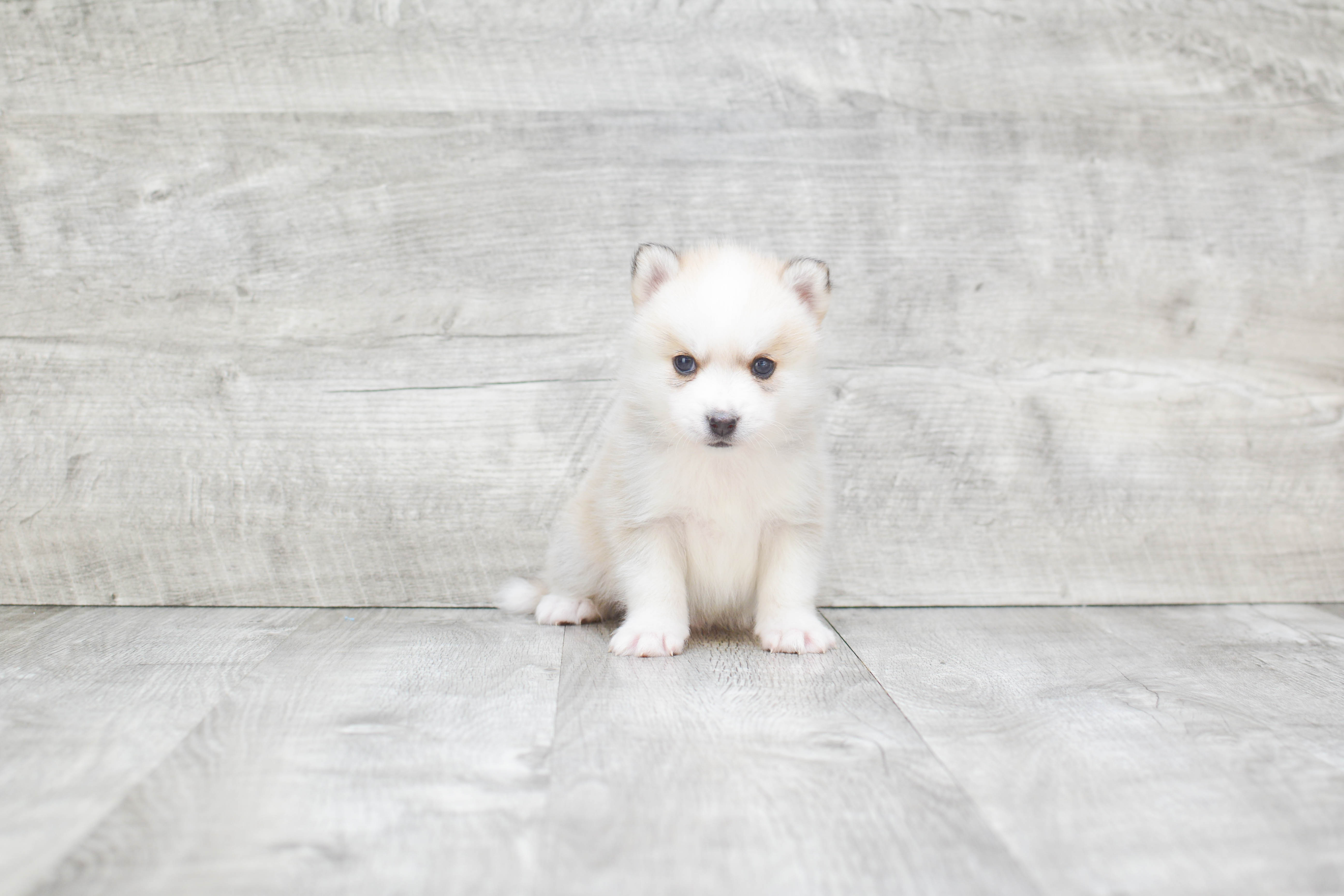 Pomsky Pup Being Cute