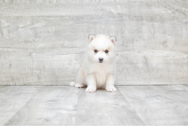 Pomsky Pup Being Cute