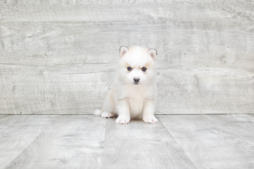 Pomsky Pup Being Cute