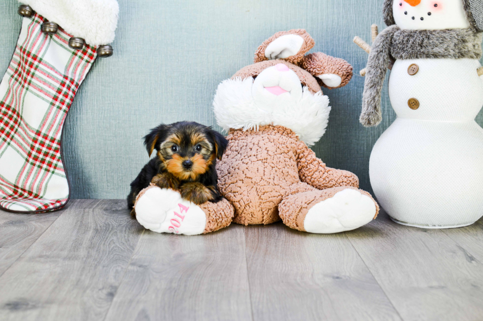 Meet Ryan - our Yorkshire Terrier Puppy Photo 