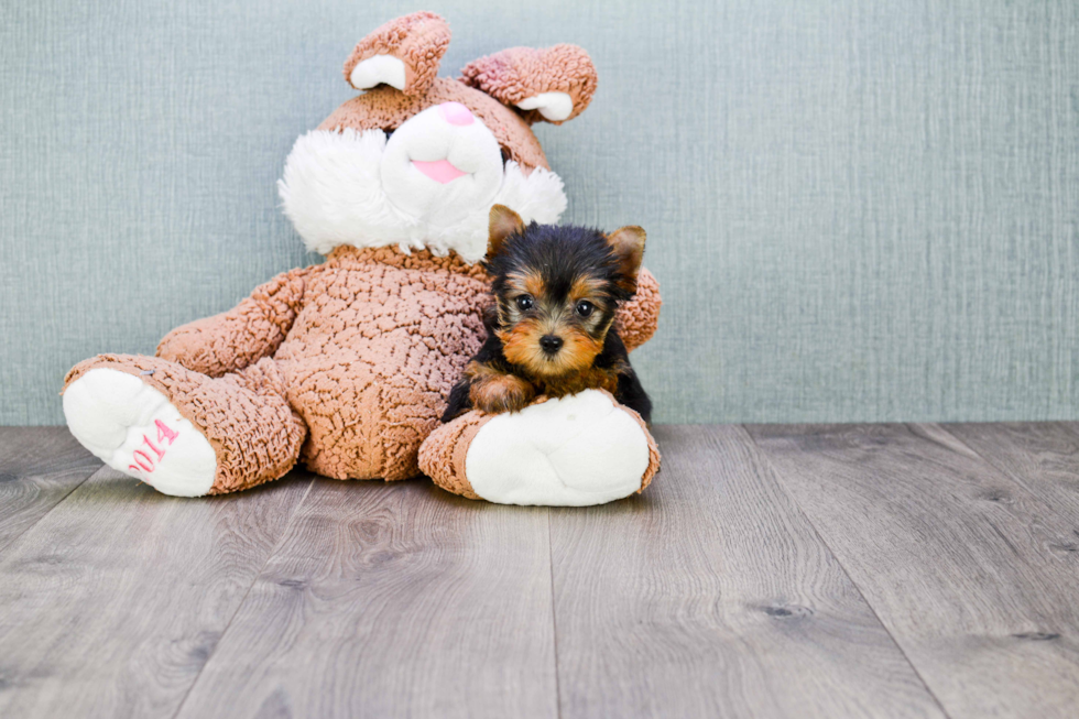 Meet Tinkerbell - our Yorkshire Terrier Puppy Photo 