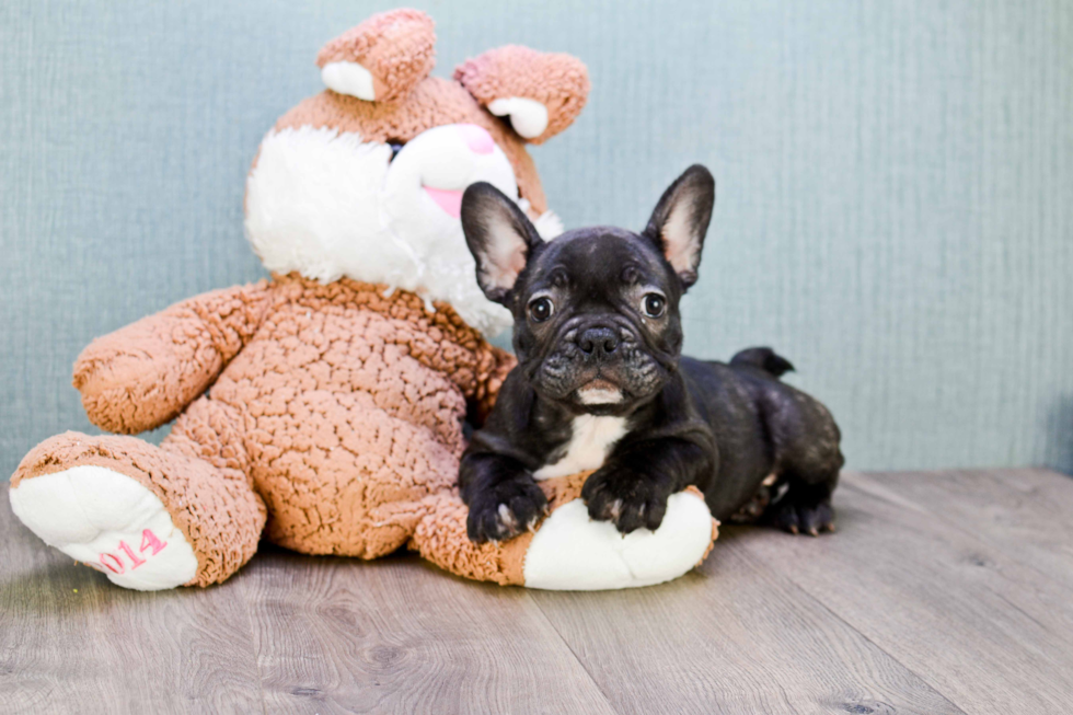 Best French Bulldog Baby