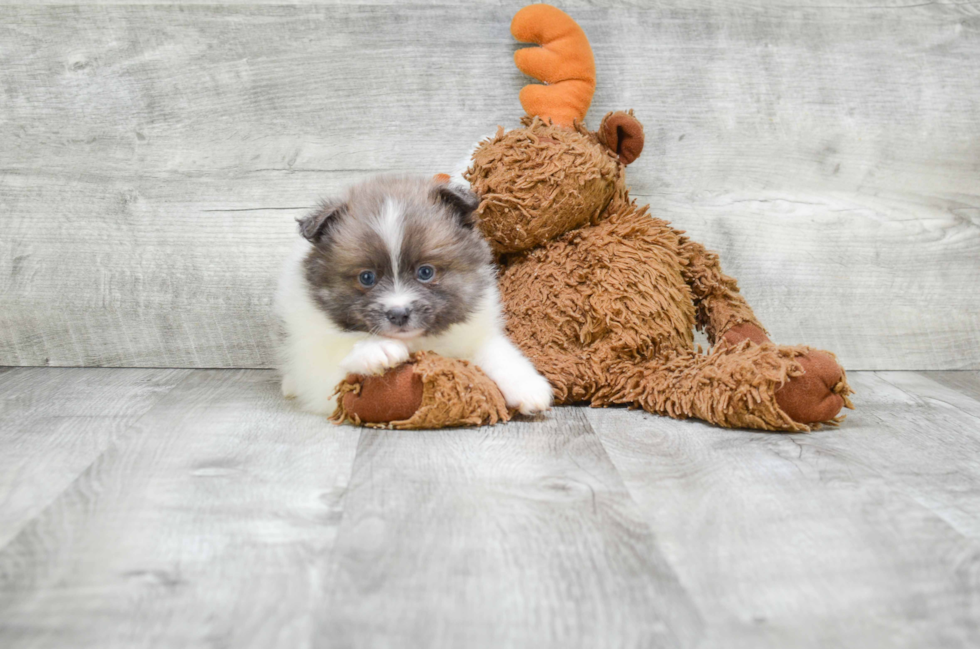 Playful Pomeranian Purebred Pup