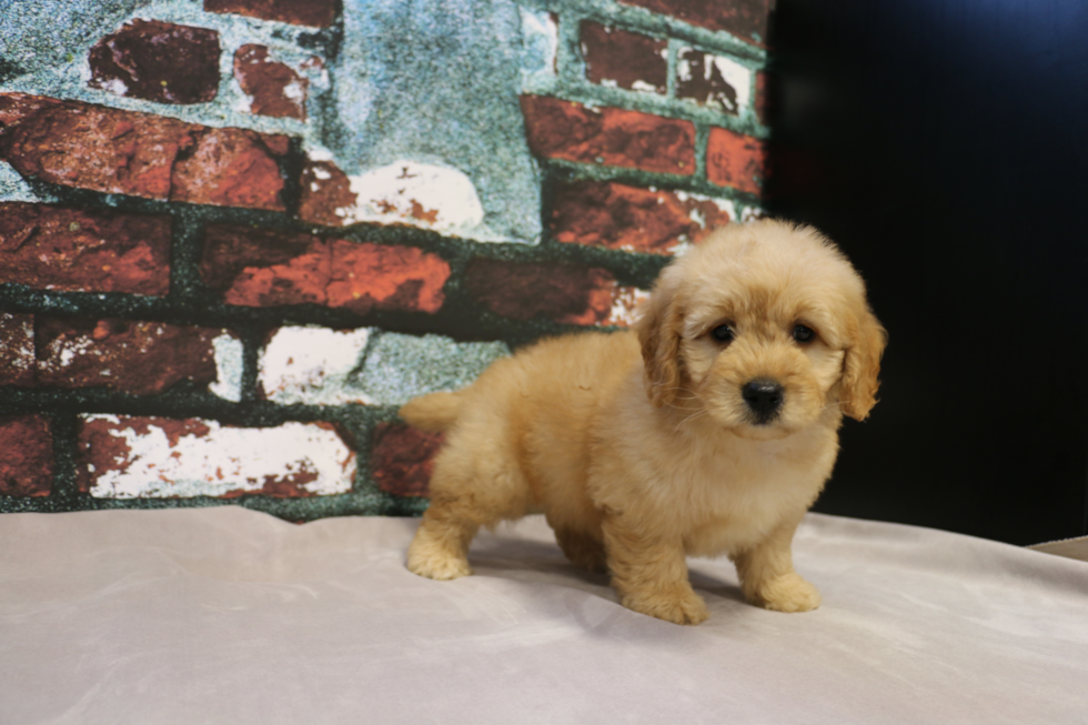 Adorable Golden Retriever Poodle Mix Puppy