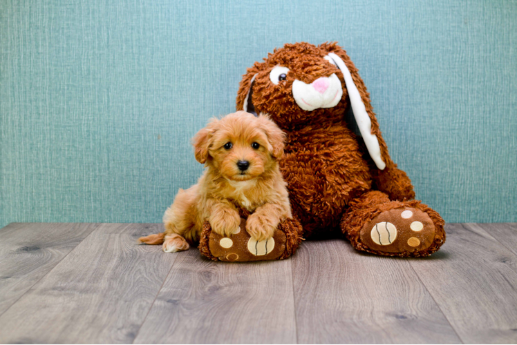 Small Cavapoo Baby