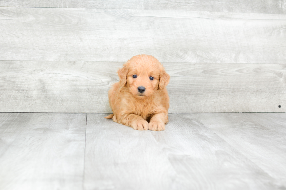 Best Mini Goldendoodle Baby