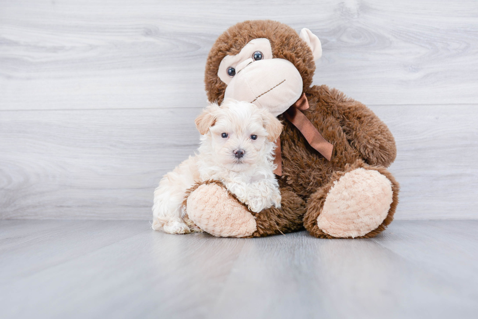 Hypoallergenic Maltese Poodle Poodle Mix Puppy