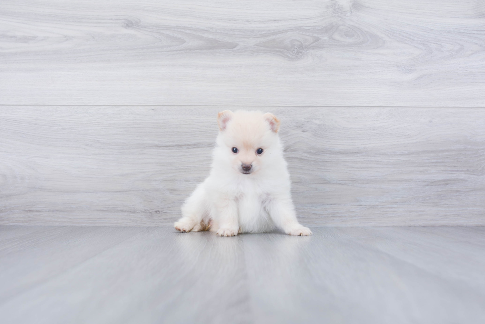 Pomeranian Pup Being Cute