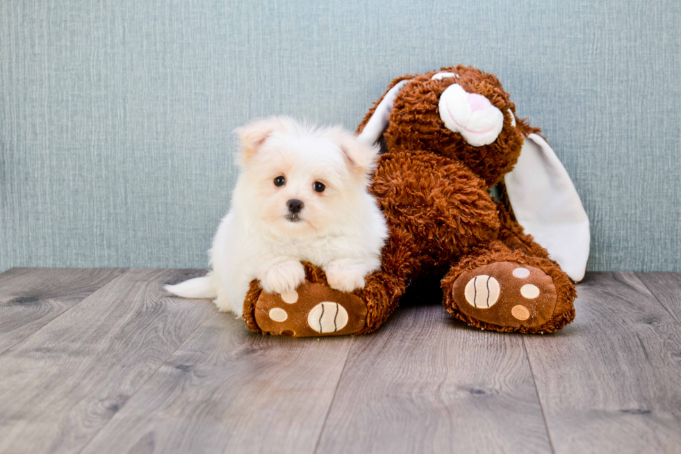 Hypoallergenic Maltipom Designer Puppy