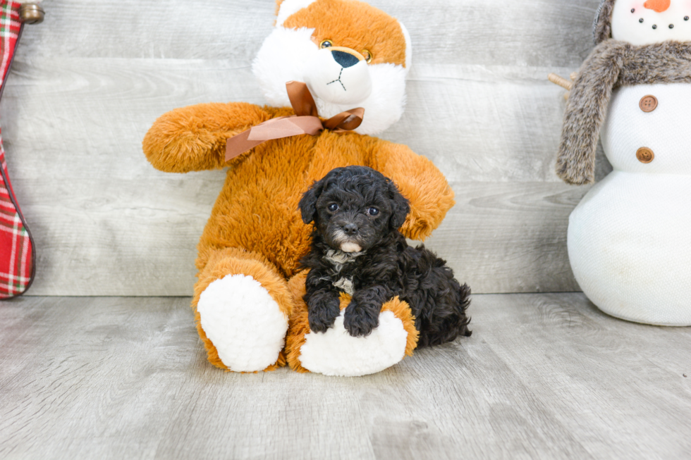 Cavapoo Pup Being Cute