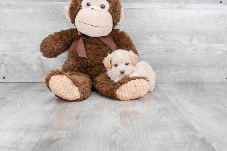 Happy Maltipoo Baby