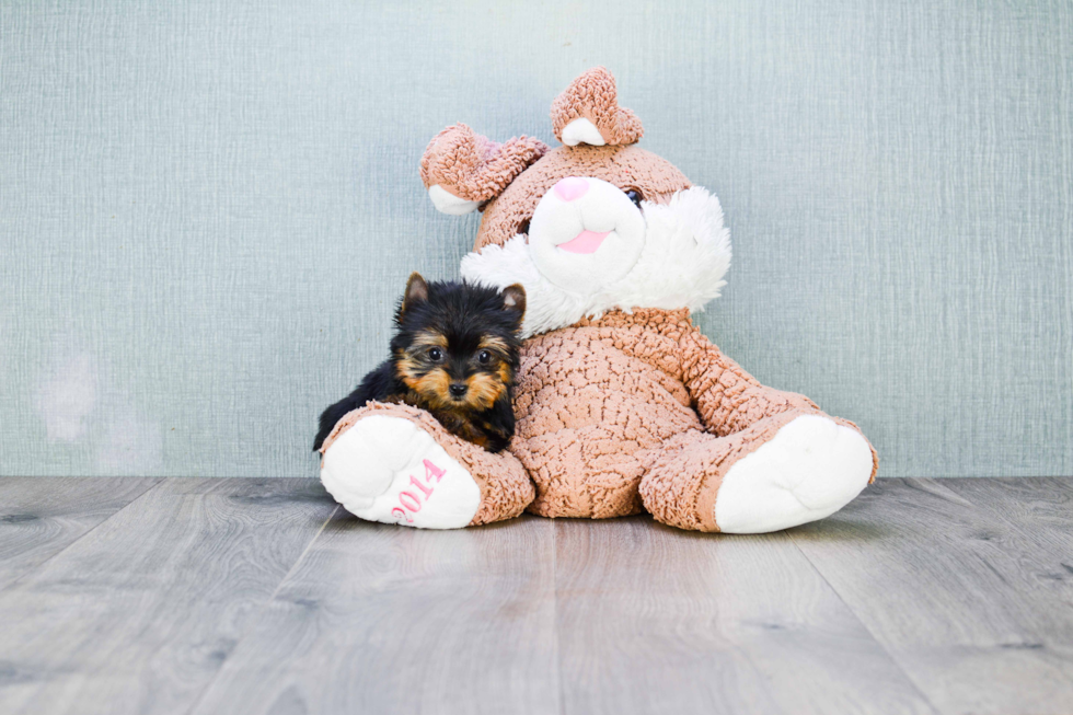 Meet Heidi - our Yorkshire Terrier Puppy Photo 