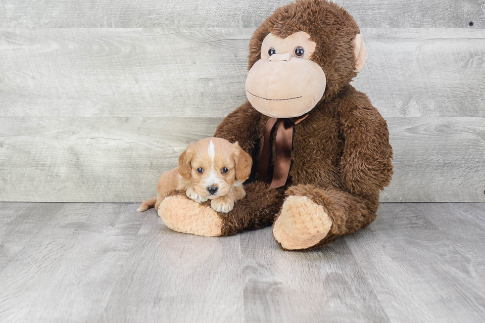 Small Cavapoo Baby