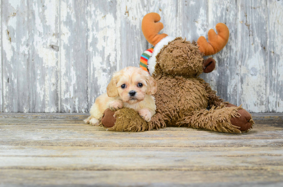 Cavachon Puppy for Adoption