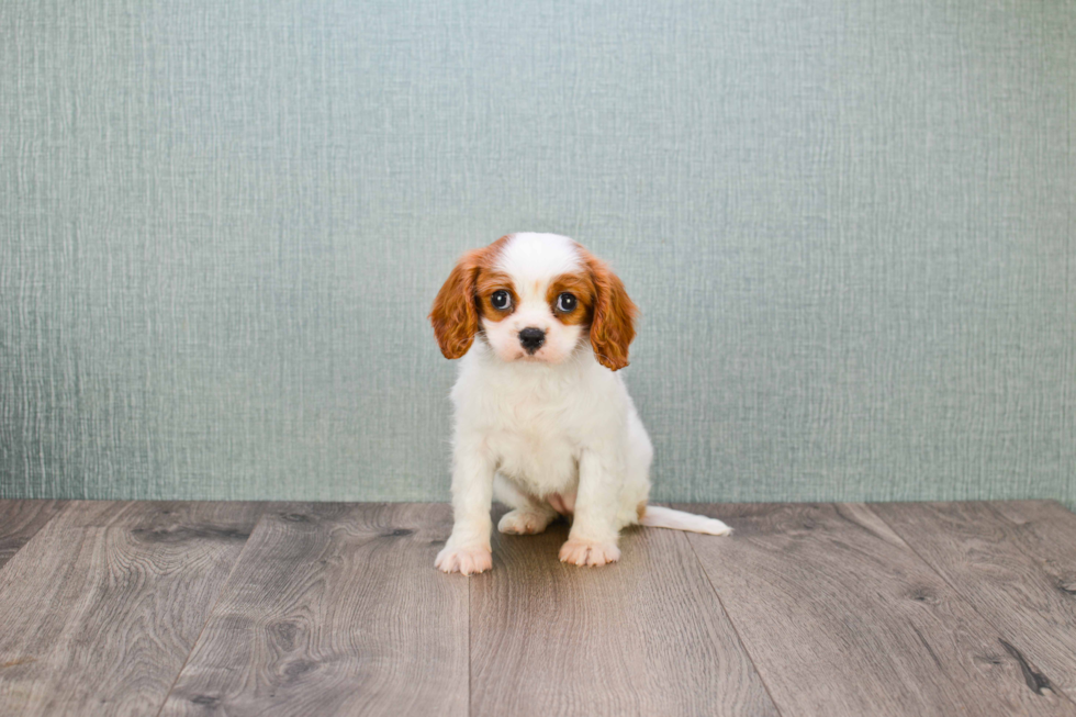 Cavalier King Charles Spaniel Puppy for Adoption