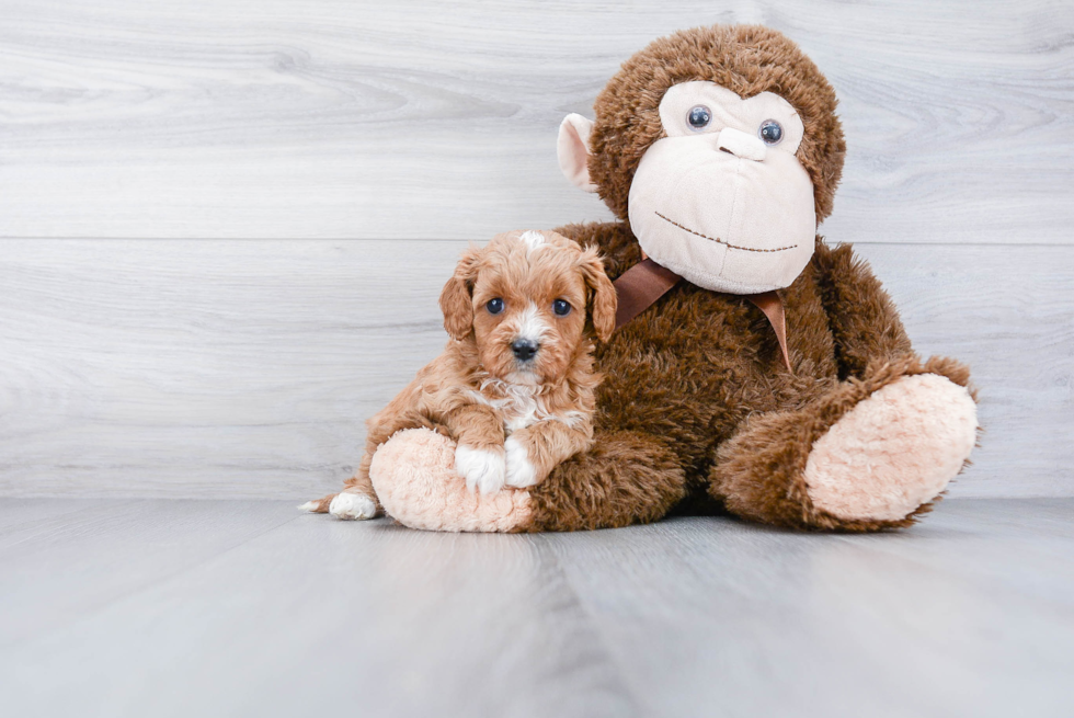 Hypoallergenic Cavoodle Poodle Mix Puppy