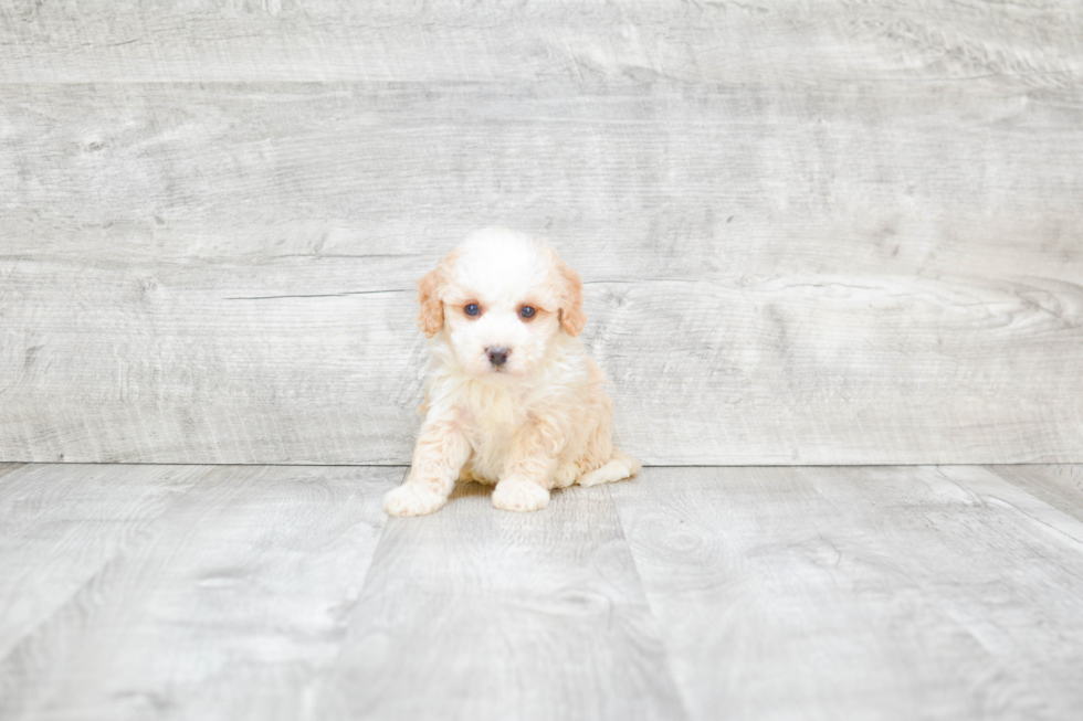 Energetic Bernadoodle Poodle Mix Puppy