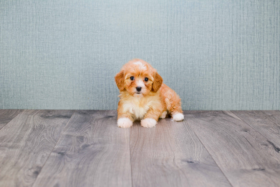 Best Cavapoo Baby